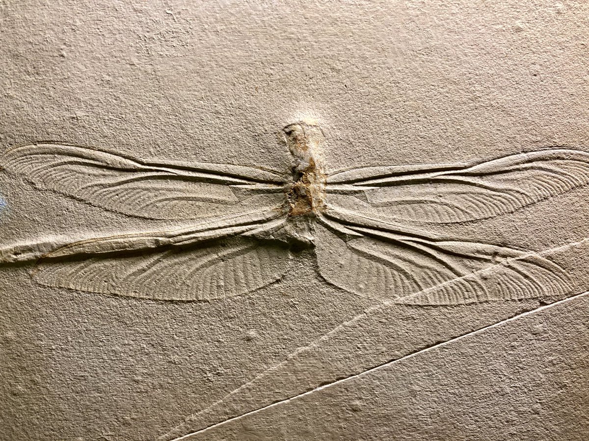 louvaadeusa's tweet photo. Look this cool dragonfly with disarticulated abdomen for #FossilFriday
It is from Solnhofen limestones and displayed at the Bürgermeister-Müller-Museum, Germany
Ah, the species is Aeschnogomphus intermedius :) https://t.co/OMzhxo1NNy