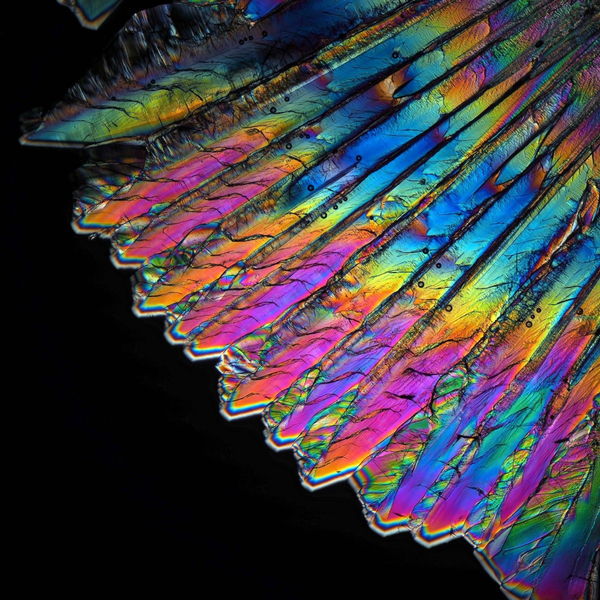 Evident_LS's tweet photo. Time is running out to enter the 2021 #IOTY Award! Submit #lifescience images before January 31 for a chance to win your own #SZX7 #microscope with a DP28 camera or a #CX23 microscope. Enter here - https://t.co/QNxK0lrv2B
Image Credit: Karl Gaff | Mikhail Gribkov | Marek Mis https://t.co/vbbYfsC8LI