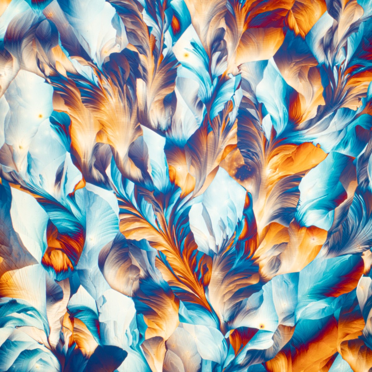 Evident_LS's tweet photo. Time is running out to enter the 2021 #IOTY Award! Submit #lifescience images before January 31 for a chance to win your own #SZX7 #microscope with a DP28 camera or a #CX23 microscope. Enter here - https://t.co/QNxK0lrv2B
Image Credit: Karl Gaff | Mikhail Gribkov | Marek Mis https://t.co/vbbYfsC8LI