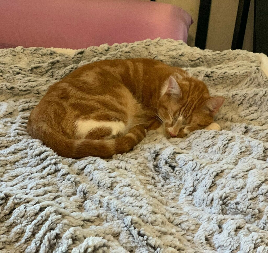 kittensholmes's tweet photo. Fuzzy baby https://t.co/WNSzra6sUu