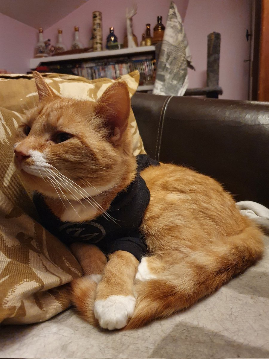 MogmansWardrobe's tweet photo. My Humans are happy as their prototype t-shirts have turned up, and we love them!!! 
Our first order for my #TeamMogMan charity MogWare has gone in to the printers, so will hopefully be with us shortly!!! 

#CatsOfTwitter #CatsOnTwitter #cat #gato #charity #fundraiser #fashion https://t.co/oSVah9wZY1