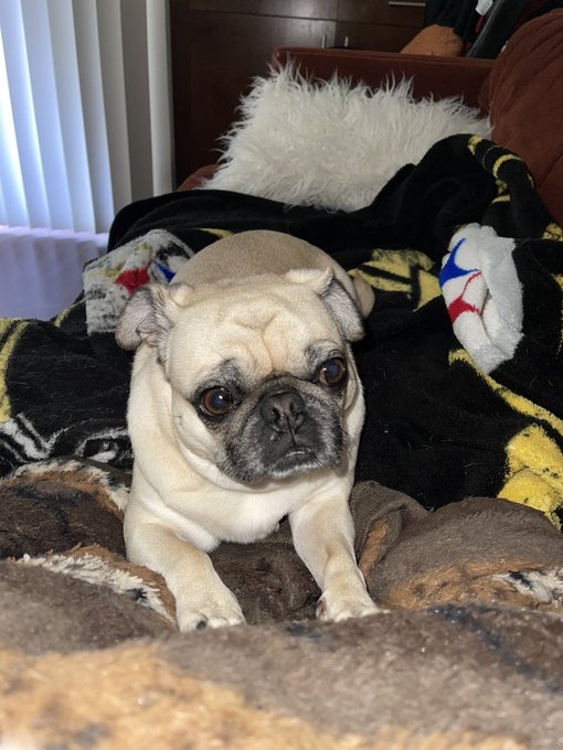 I just love her little face so much. #puglife https://t.co/Cj1fwQkr2z<a href="/tag/puglife"class="tags">#puglife</a>