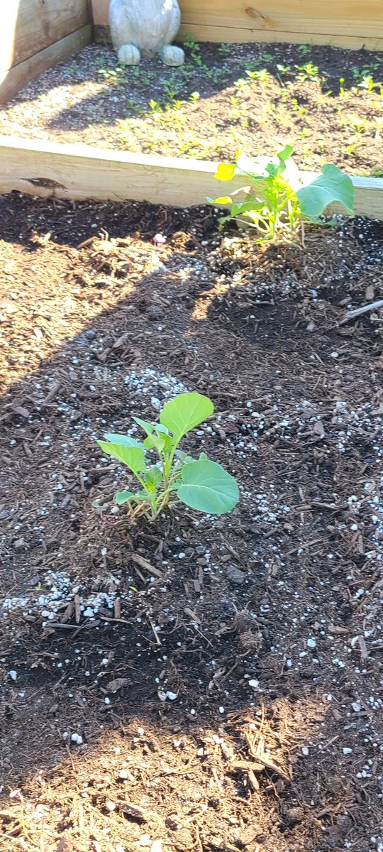 <a href="/STrailMiddle/">Silver Trail Middle School - Home of the Mustangs</a> students from the <a href="/BrowardGlobalS1/">@BrowardGlobalScholars</a> class water the garden before the 3 day weekend. Learning about #foodsecurity this month for <a href="/GlobalCitiesOrg/">Global Cities, Inc.</a> posts.