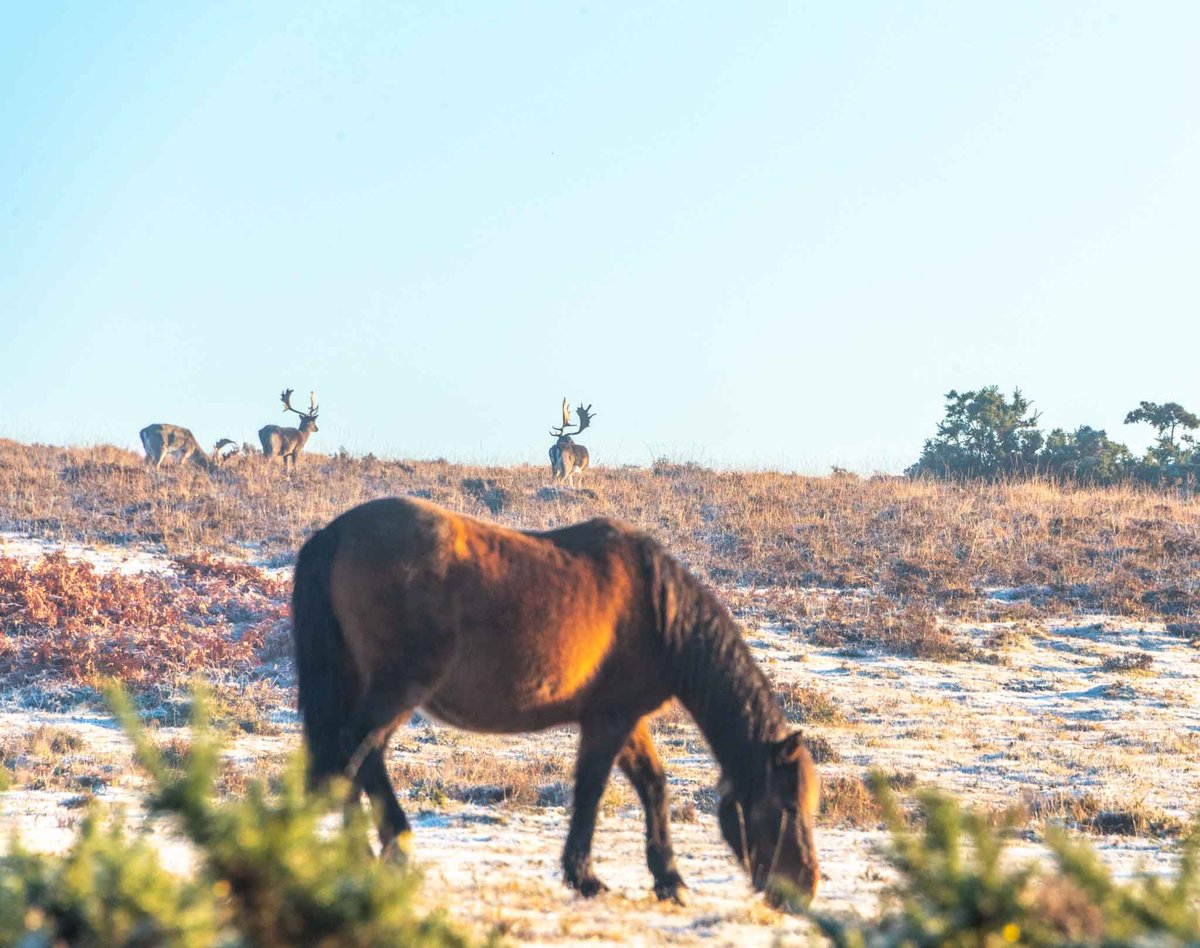 The forest looking stunning in the frost and mist and very lucky to see 6 stags warming up in the sun this morning - had seconds before they scarpered!

#newforest #deer #weather #hampshire