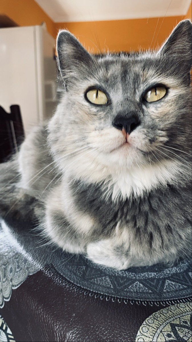 Cats (@mycatsssss) on Twitter photo 