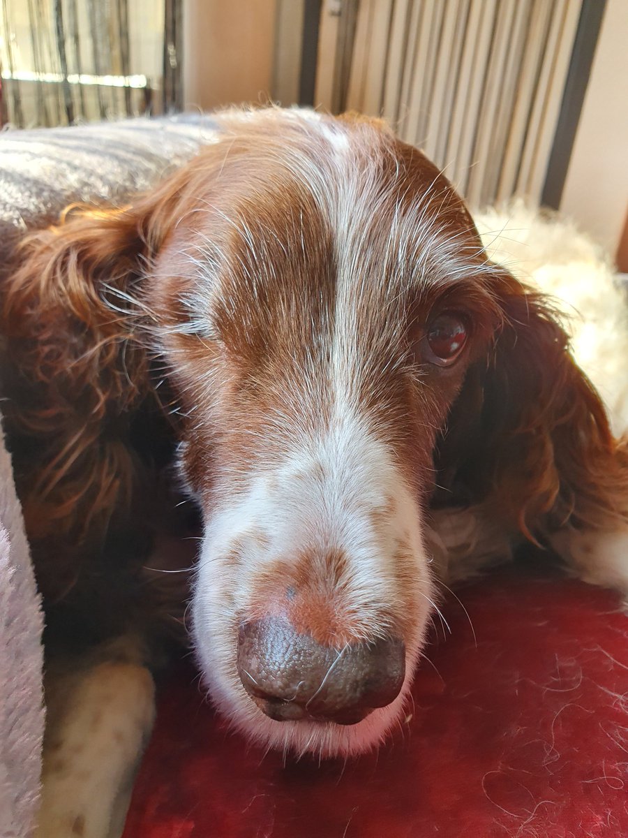 krenton7's tweet photo. @iaindwelch Boop, Iain 😘
Hope you and the team are having a fabulous Friday. 
Love and hugs from mum, Tree and I ❤🌈🌳🐶🌟 xxxx https://t.co/laKwwTtgUv