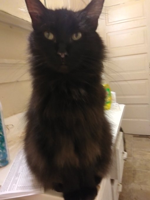 Some pussy pics for the tl https://t.co/R3pQewUYHn