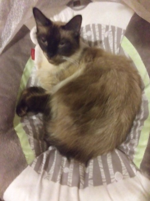 Some pussy pics for the tl https://t.co/R3pQewUYHn