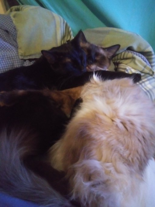 Some pussy pics for the tl https://t.co/R3pQewUYHn