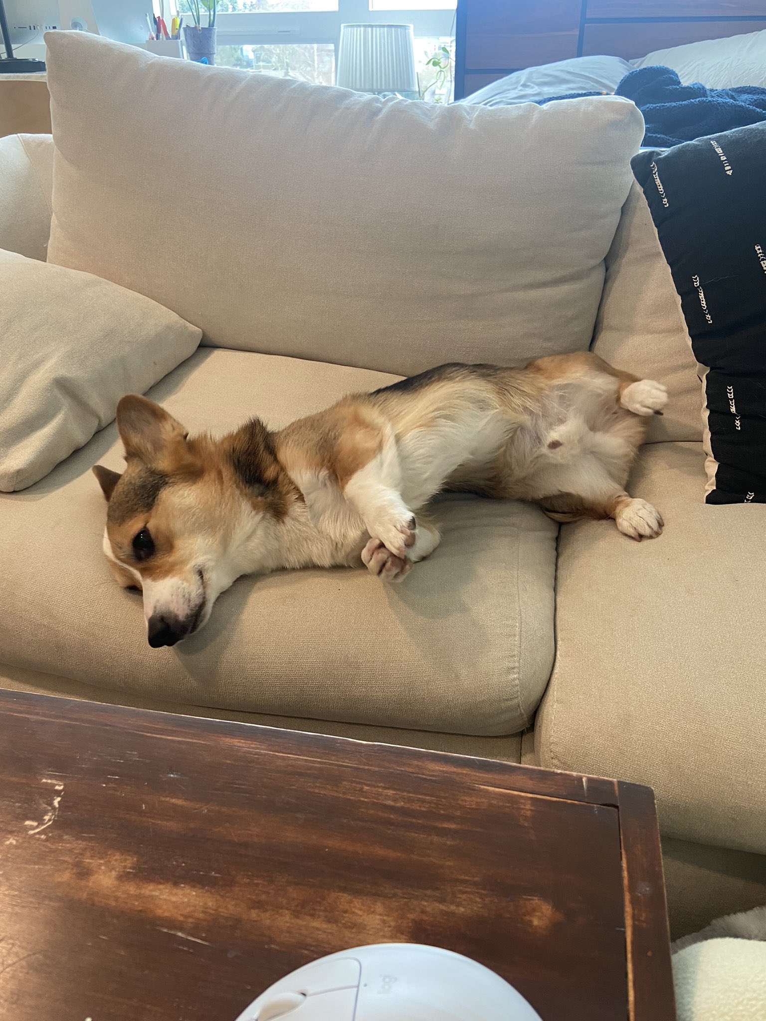 Corgi sleeping 2025