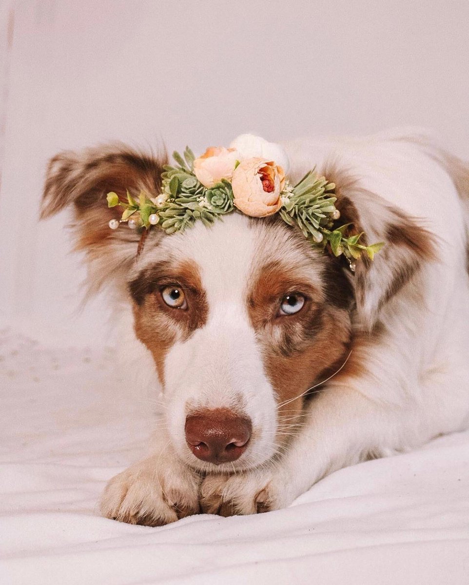 Pretttty girl #firstbirthday #australianshepherd