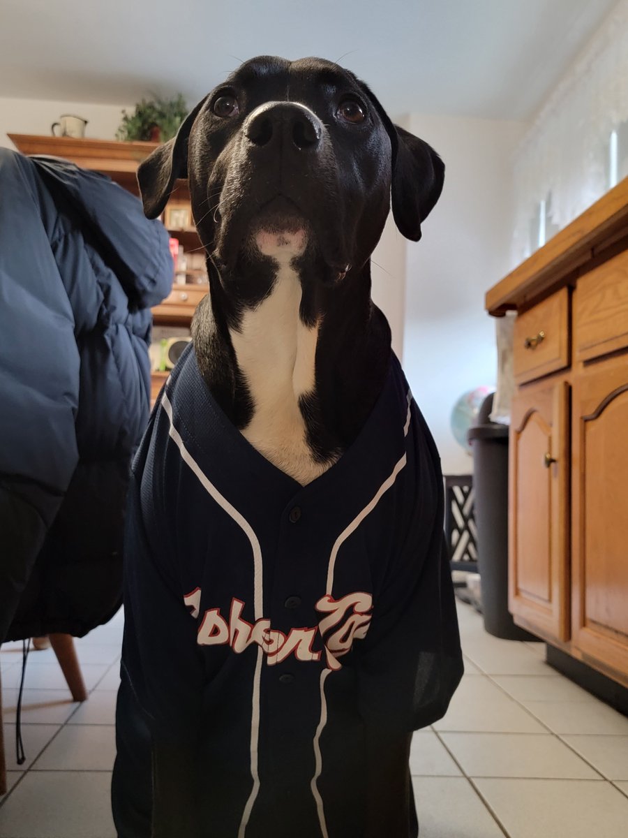 JonMikeElder1's tweet photo. @FisherCats Boomer has big dreams of one day becoming a team Bat-Dog!

He already has 1.5 years experience in fetching sticks, so I think he just may be ready. https://t.co/4RrcmTBu3u