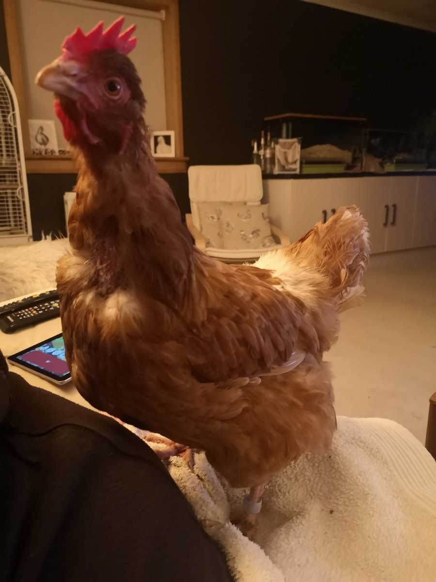 DonnaHe60990670's tweet photo. @GWandShows @BBCTwo New viewer tonight #exbatt Lizzie. Swollen abdomen so will need to see a vet. So a night in watching our favourite programme π #gardening #shoutyhalfhour https://t.co/erPNCNNUbN