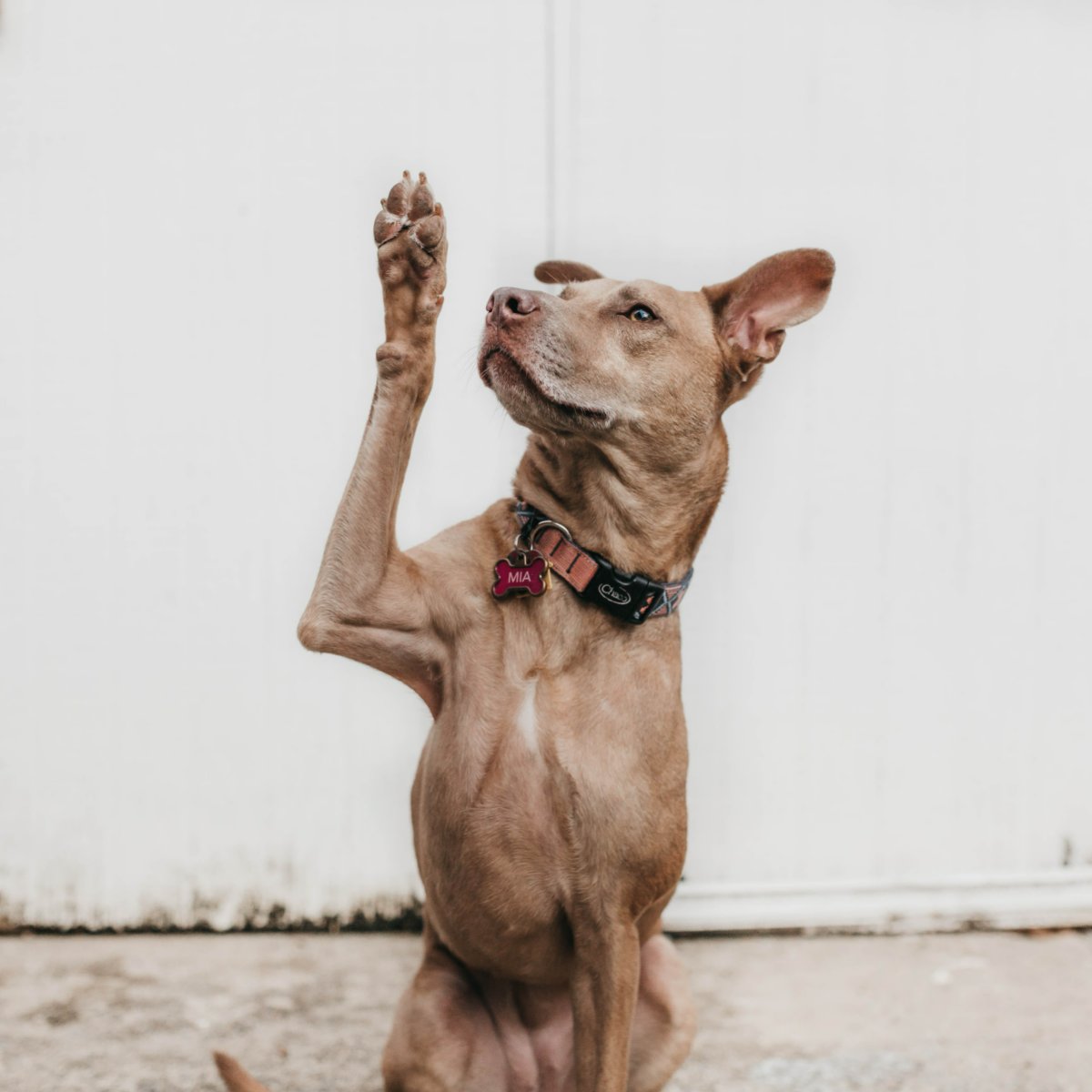 for_veterinary's tweet photo. A show of paws: Who's ready for the weekend? Long walks and afternoon naps are on our agenda. What are your weekend plans, Bartlesville?  🐾 #WeLoveOurPatients❤️#4TheAnimalsVetClinic https://t.co/IUyI8JjXPZ