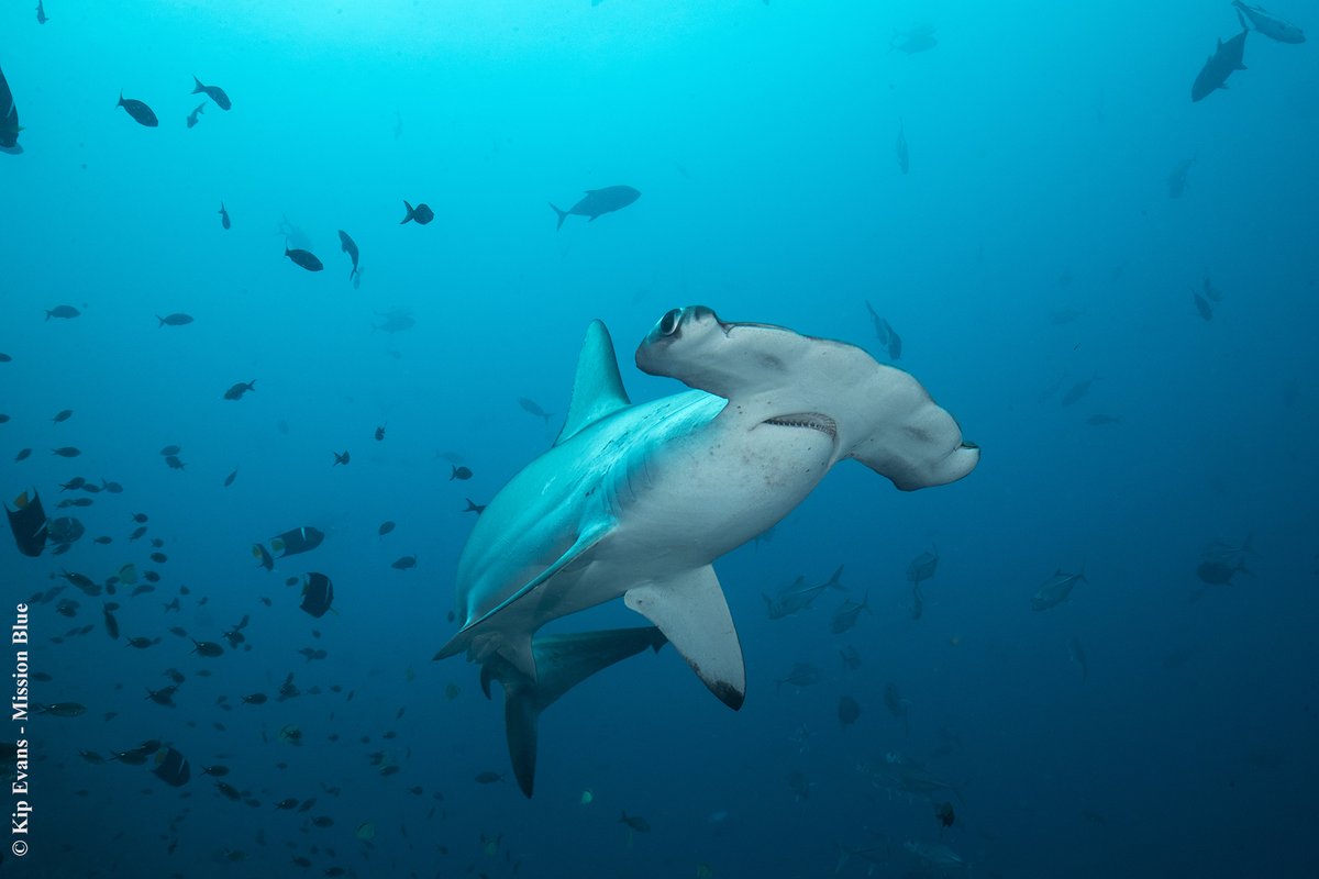 MissionBlue's tweet photo. BREAKING NEWS! 💙🎉🌊 Today, President Guillermo Lasso @LassoGuillermo of Ecuador signed an official decree expanding the marine protected area around the Galápagos Islands. #HopeSpots #30x30

Dive into the Ocean Story: https://t.co/8YOl1hllFN

Photo by @KipEvansPhoto https://t.co/nQijVUbre5