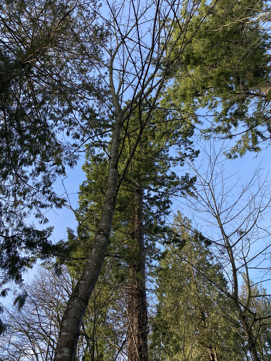 What a great day for our outdoor learning #sd36learn wonderful surprises tree counting “I counted 131 trees today…it’s amazing we are so lucky” lucky indeed!
