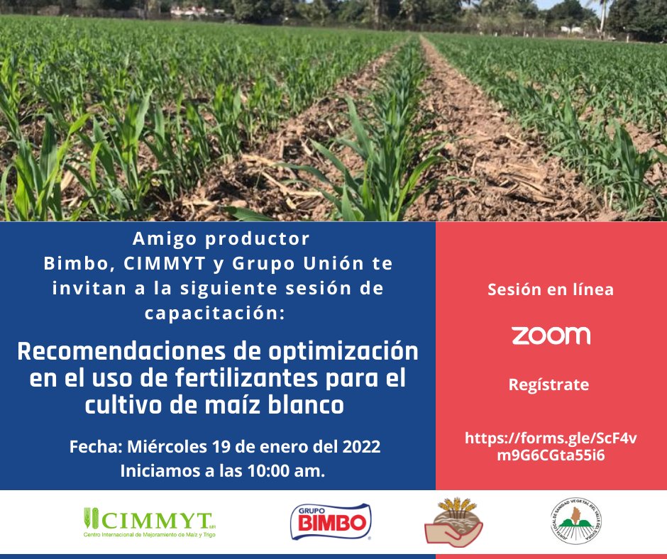 Hub_PACNorte's tweet photo. ¡Buen día!  Bimbo, CIMMYT y Grupo Unión te invitan a la capacitación: 

Recomendaciones de optimización en el uso de fertilizantes para el cultivo de maíz blanco.

19 de enero del 2022
10:00 hrs horario Pacífico

Favor de realizar tu registro en el link:
https://t.co/FHfnB2E04v https://t.co/4eaUhERZJY