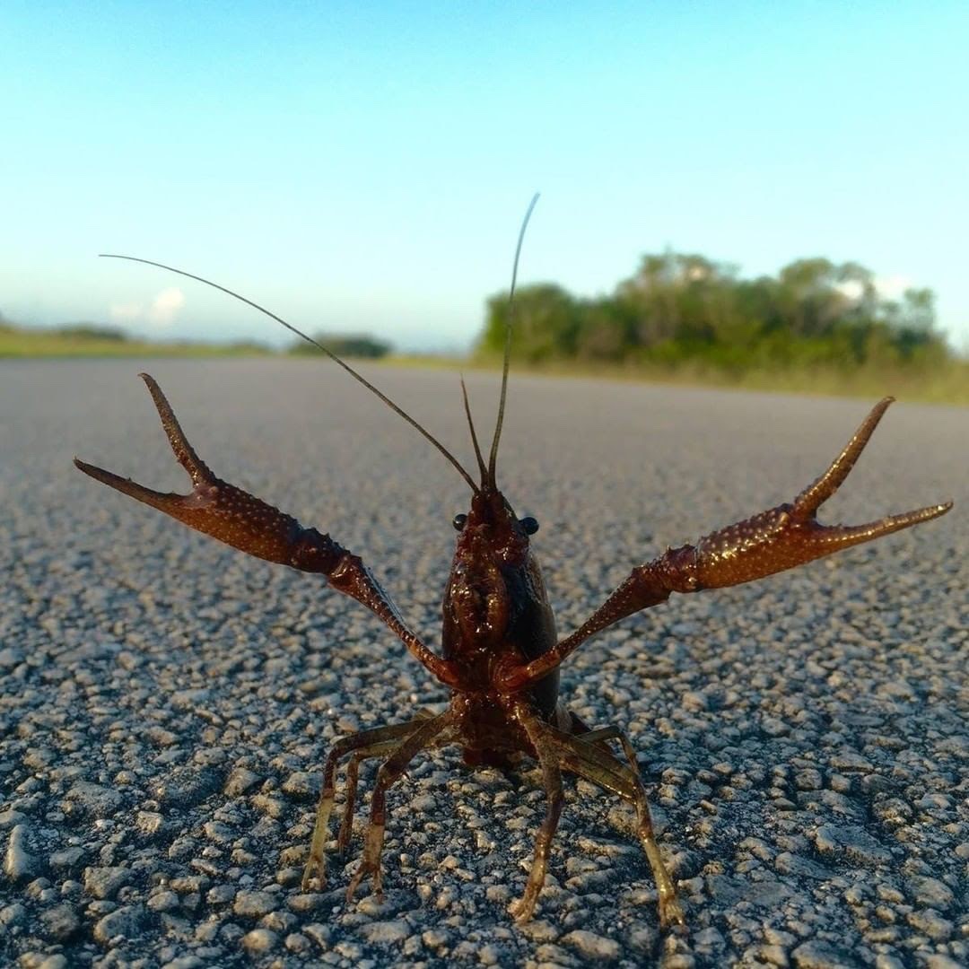 Everglades National Park tweet media