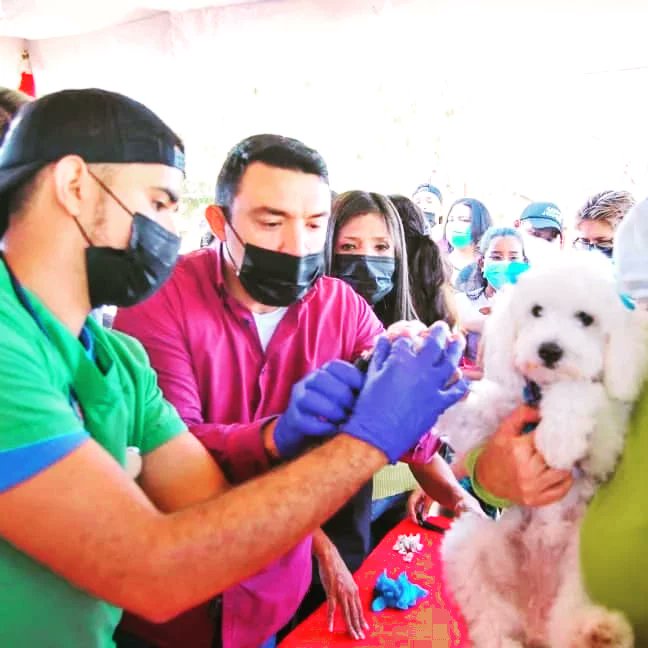 NoticiasFalcon's tweet photo. Jornada veterinaria en bloques de la Cruz Verde atendió más de 100 animales⁣.

En el contexto del octavo aniversario de la misión nevado, el alcalde del municipio Miranda Henry Hernández realizó jornada médica veterinaria en los bloques de la Cruz Verde

https://t.co/UBordwmK3n https://t.co/EUd209WqVZ