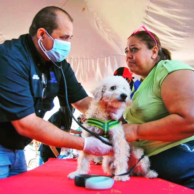 NoticiasFalcon's tweet photo. Jornada veterinaria en bloques de la Cruz Verde atendió más de 100 animales⁣.

En el contexto del octavo aniversario de la misión nevado, el alcalde del municipio Miranda Henry Hernández realizó jornada médica veterinaria en los bloques de la Cruz Verde

https://t.co/UBordwmK3n https://t.co/EUd209WqVZ