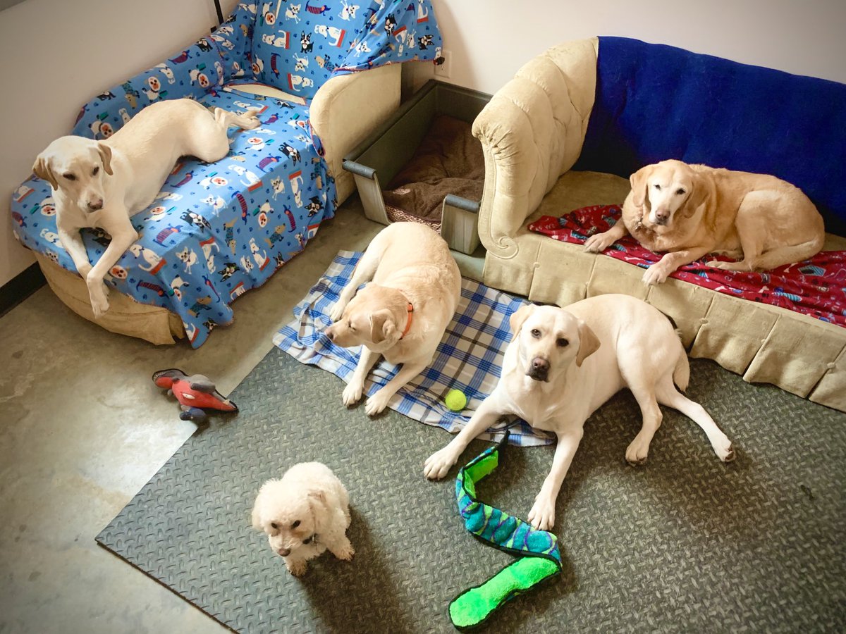 Pack Shack Dog Day Camp (K9DayCamp) Twitter