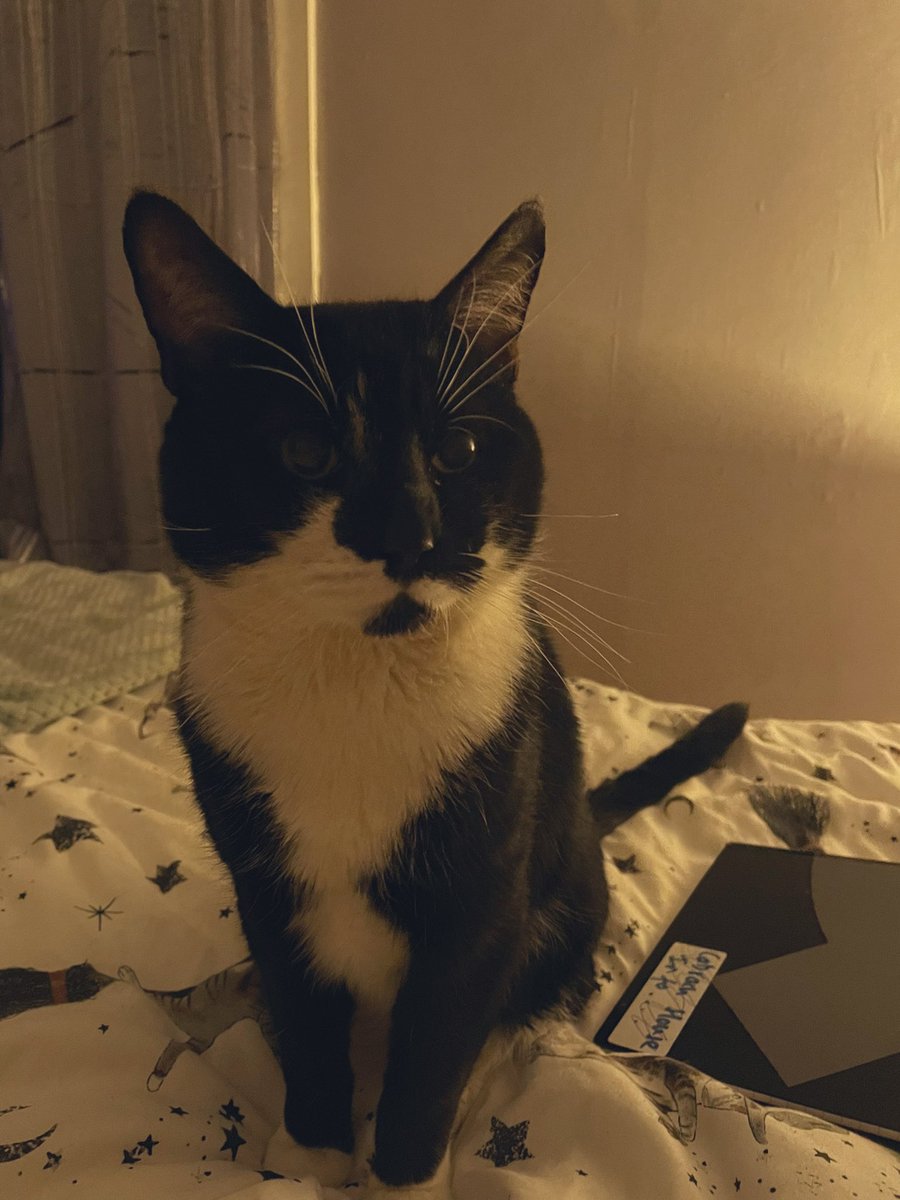 Comet the cat tweet media