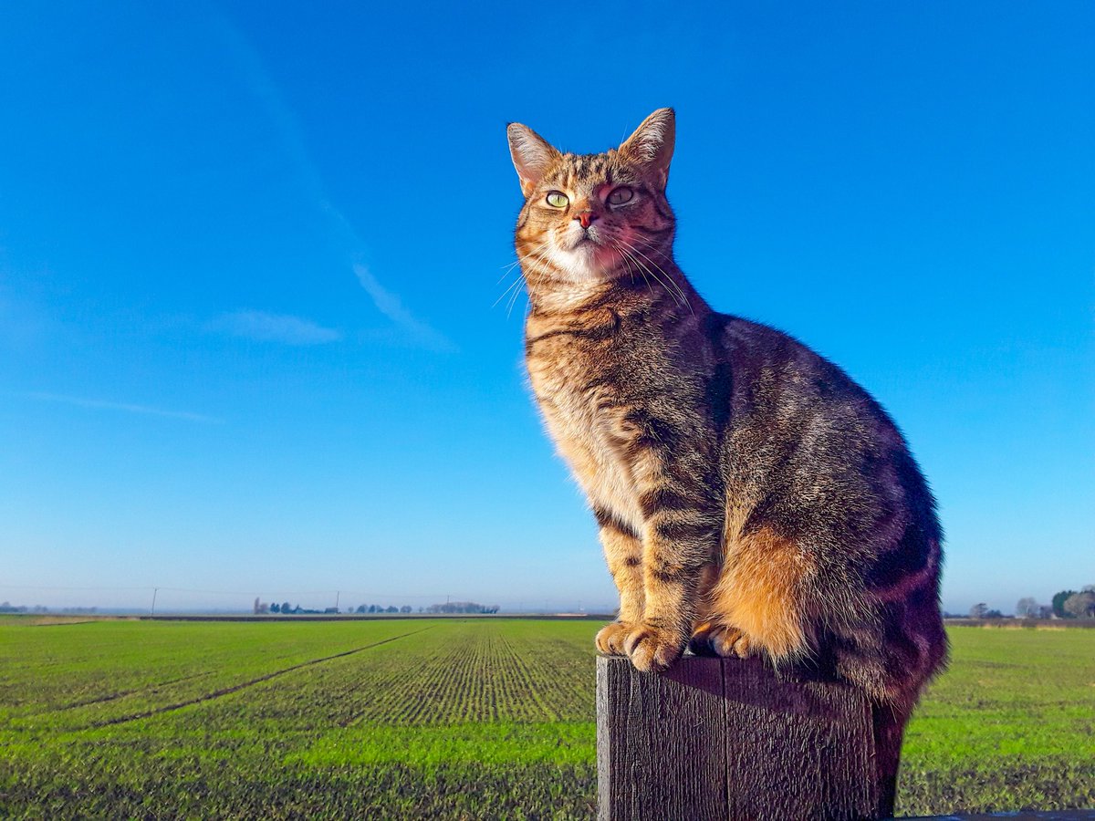 chris_alpacas's tweet photo. It's been a lovely sunny, blue sky day here again in #thefens. Precious doing the usual on her fence. We wish you all a fabulous weekend and take care xxx #CatsofTwittter #CatsOnTwitter #Precious #mygirl #weekendfun #GoodEvening #flatnotboring #WINTER https://t.co/pneUTCN5vN