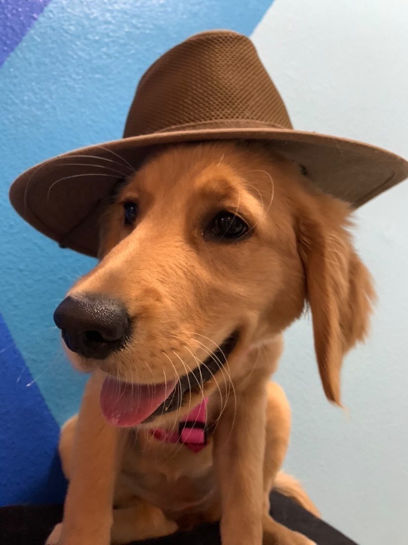 WeRateDogs tweet media
