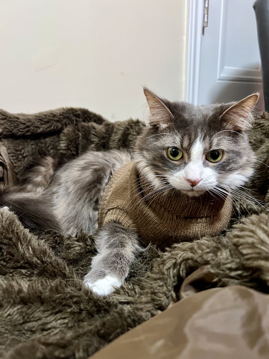 myactivityboard's tweet photo. Who says working from home cant be fun! Today was #NationalDressUpYourPetDay, and we had to participate. Check out our cute furry friends below!
#myactivityboard #Pets #DressUpYourPetDay #dogs #cats https://t.co/OQPRyUhsQq