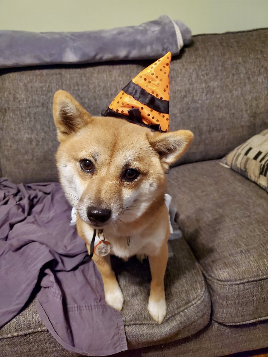 myactivityboard's tweet photo. Who says working from home cant be fun! Today was #NationalDressUpYourPetDay, and we had to participate. Check out our cute furry friends below!
#myactivityboard #Pets #DressUpYourPetDay #dogs #cats https://t.co/OQPRyUhsQq