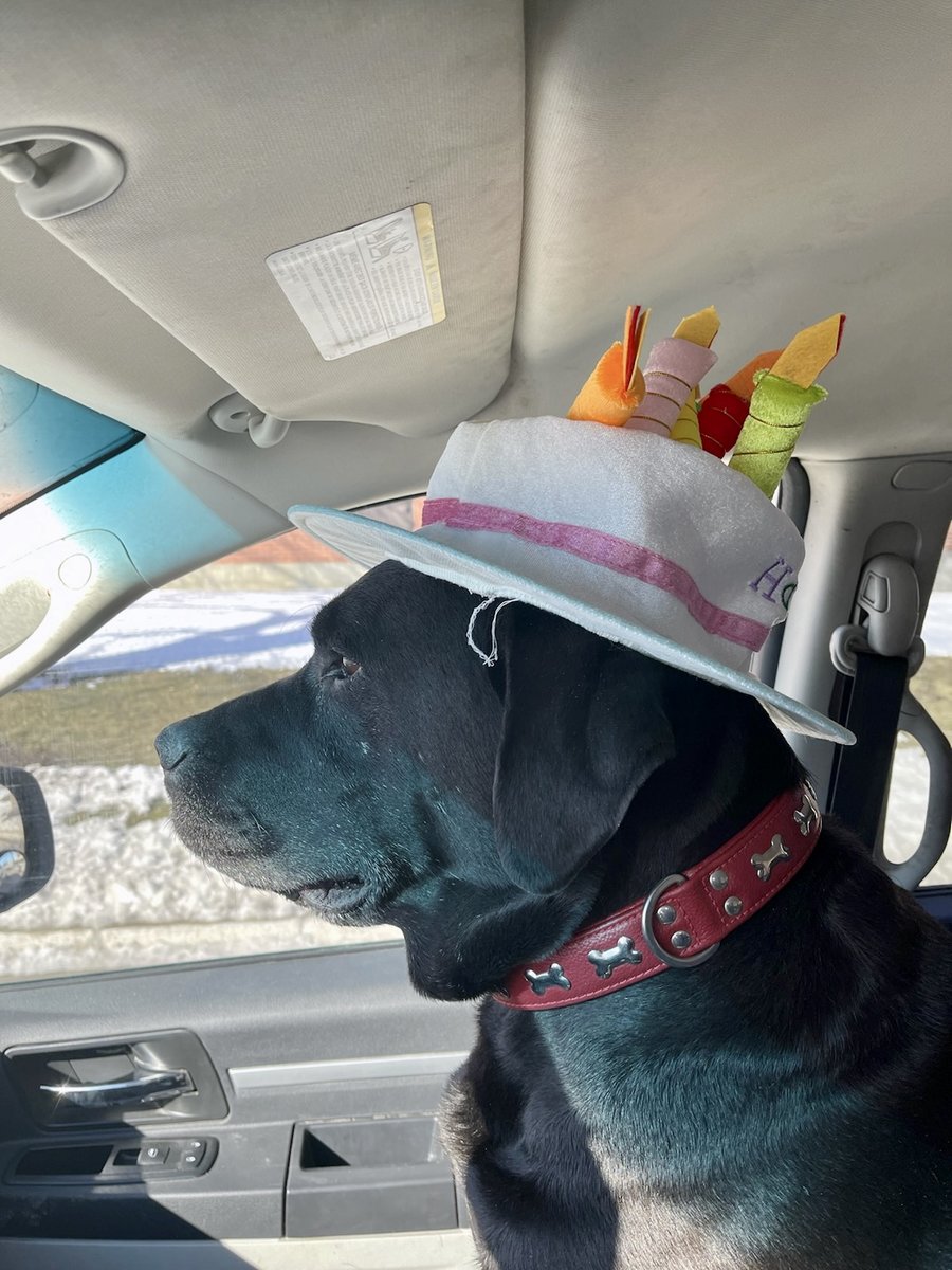 myactivityboard's tweet photo. Who says working from home cant be fun! Today was #NationalDressUpYourPetDay, and we had to participate. Check out our cute furry friends below!
#myactivityboard #Pets #DressUpYourPetDay #dogs #cats https://t.co/OQPRyUhsQq
