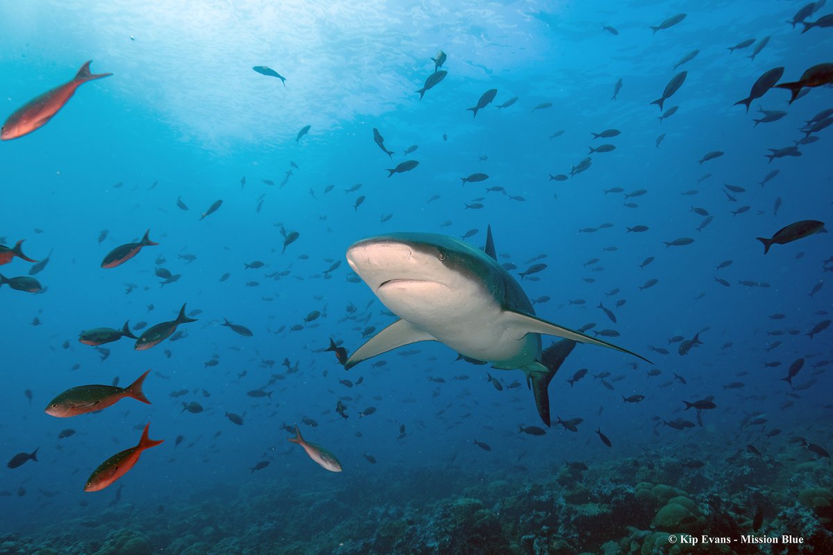 Bravo, President <a href="/LassoGuillermo/">Guillermo Lasso</a>, and all who are supporting enhanced protection for wildlife in the ocean surrounding the Galápagos Islands where most of the terrain is submerged and most of the animals are aquatic. #HopeSpots #30x30

mission-blue.org/2022/01/dr-syl…