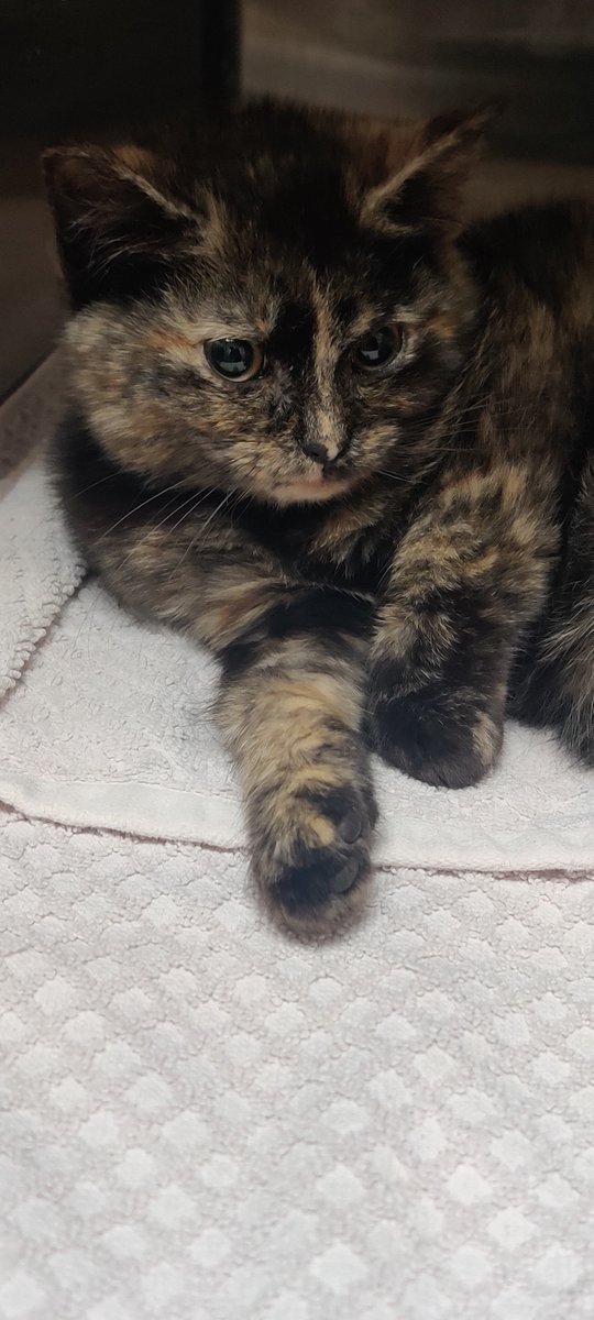 PeterAskin1's tweet photo. Unnamed juvie tortie kitten ID: 634199 at the #CobbCounty shelter in #MariettaGA has multiple fractures on her pelvis &amp; must have rescue by 01/15 or she'll be killed! Pledge for rescue &amp; for surgery! Phone: Rescue walk-ins okay! (770) 499-4136 LAST CALL!
https://t.co/OZ1ngn9xaJ https://t.co/j27xL9Vmxg
