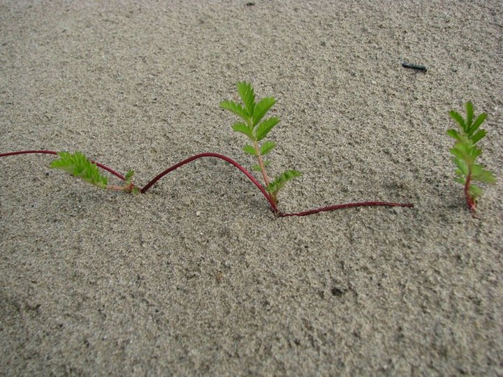 sltvinge's tweet image. Silverweed (Potentilla anserina) is on the move! #sask #PlantsOfTwitter