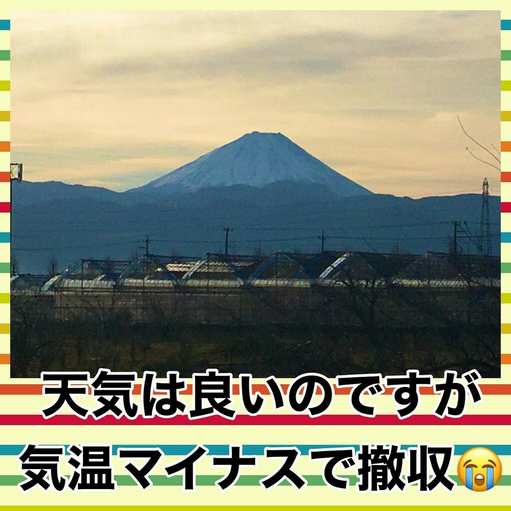 楽しい剪定したいのですが 気温マイナスで一旦撤収 富士山は今日も美しい
