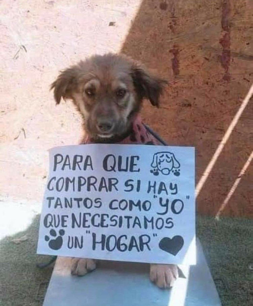 Seamos conscientes, no contribuyamos a negocios de los maltratadores de animales que se dedican a la explotación animal, #AdoptaNoCompres