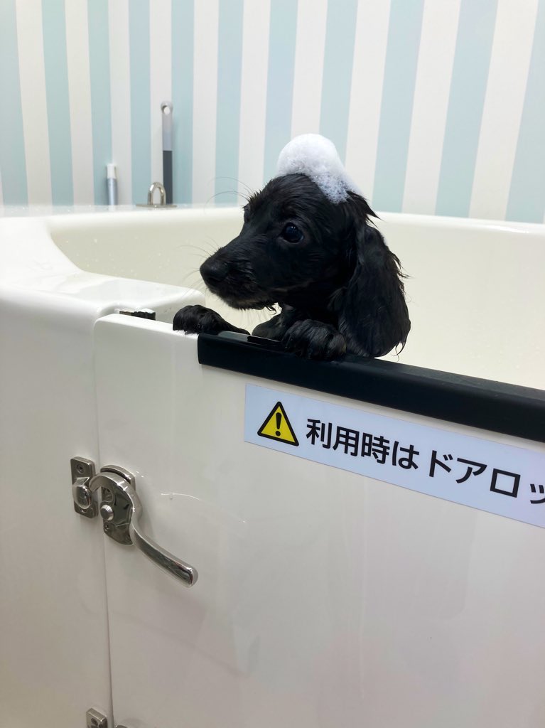 تويتر Laundry Studio Wanshop على تويتر ドッグバスご予約状況 本日12時半からご予約入っております ご利用のお客様はお時間ずらしてご来店下さると待ち時間なくご利用できますのでよろしくお願いします セルフドッグバス セルフシャンプー 川口 埼玉