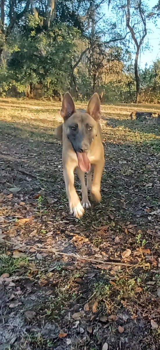 tporter64's tweet photo. #DogsofGameAudio
Can you say Malinois? https://t.co/MnAKWVXuUS