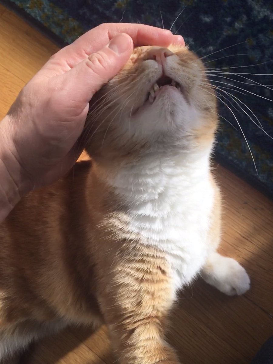 themfriendstoys's tweet photo. Itβs a good day to be a small furry creature in a sunbeam #notdildos https://t.co/bBwKu3jRtb