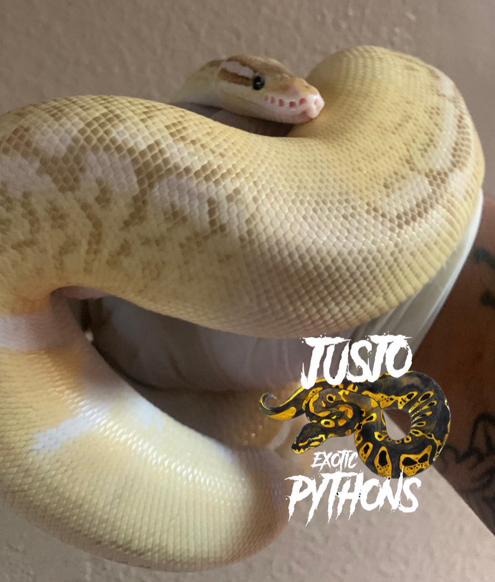 JExoticpythons's tweet image. #jusjoexoticpythons #ballpythons #royalpythons #ballpythonoftwitter #snake #ballpythonmorphs