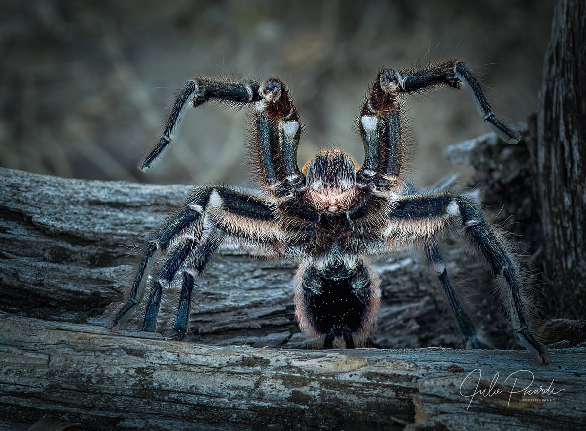 jules8908's tweet photo. “Wait…don’t shoot! I surrender!” Says the little brown tarantula. #lookingforlove #dontbeafraidofme #immotpoisonous #vagabondgal #juliepicardiphotography #migration #tarantulas https://t.co/KhFgdniwZK