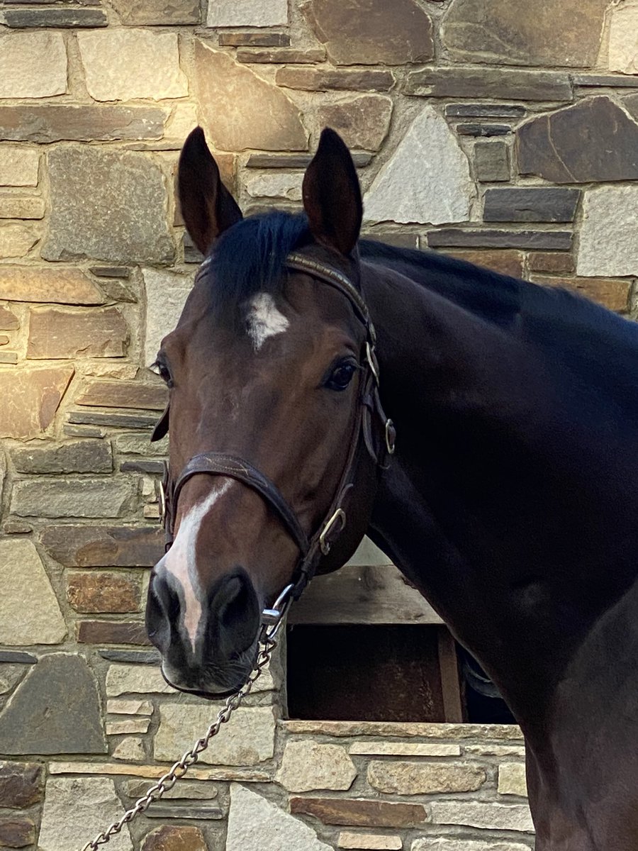 KnockhouseStud's tweet photo. New for 2️⃣0️⃣2️⃣2️⃣ BOSCACCIO #irishstalliontrail @IREthoroughbred @cumminsluke90 @AisCrowe @Mark_Boylan1 @IrishEBF_ @ https://t.co/12J8MzZTTb