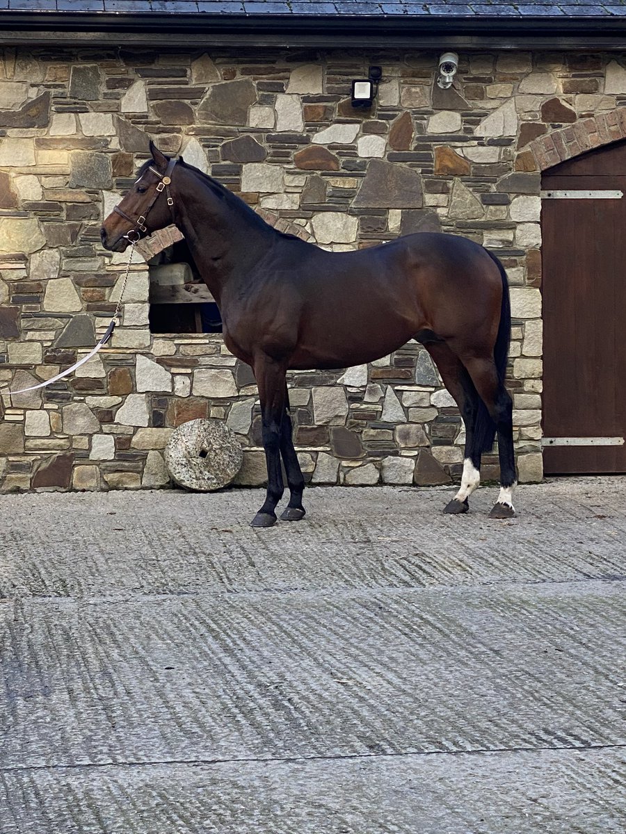 KnockhouseStud's tweet photo. New for 2️⃣0️⃣2️⃣2️⃣ BOSCACCIO #irishstalliontrail @IREthoroughbred @cumminsluke90 @AisCrowe @Mark_Boylan1 @IrishEBF_ @ https://t.co/12J8MzZTTb