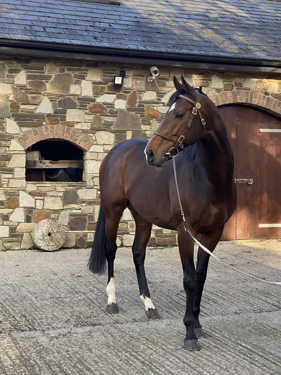 KnockhouseStud's tweet photo. New for 2️⃣0️⃣2️⃣2️⃣ BOSCACCIO #irishstalliontrail @IREthoroughbred @cumminsluke90 @AisCrowe @Mark_Boylan1 @IrishEBF_ @ https://t.co/12J8MzZTTb