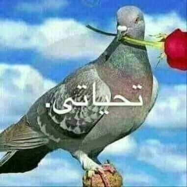 علي البجل tweet media
