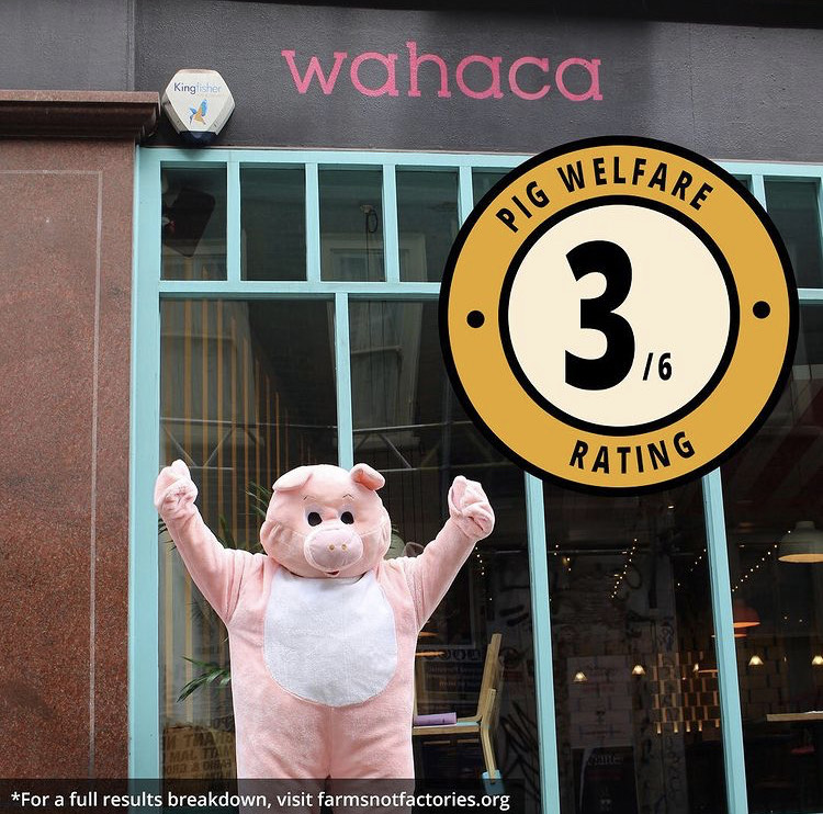 farmsnotfactory's tweet photo. 🌮 All pork served at @wahaca and @ChipotleUK comes from outdoor-reared pigs, making their Mexican-inspired dishes better quality than others such as @tortillauk.
#PigsInChains #RootingforRealFarms https://t.co/xXTeO7PBMG