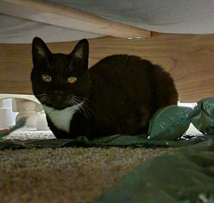 klr_reno's tweet photo. #MarshallFire #Superior #Louisville #Boulder #Colorado #lostpetsbouldercounty 

Please BOLO for Annabelle and Olive https://t.co/kB9jG011yj