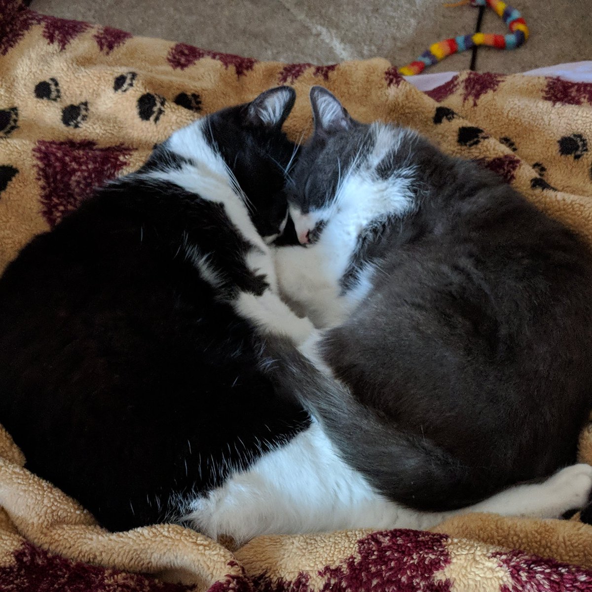 Phantom & Bruiser tweet media