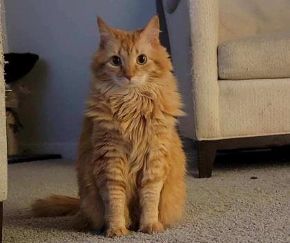 klr_reno's tweet photo. #MarshallFire #Superior #Louisville #Boulder #Colorado #lostpetsbouldercounty 

Please BOLO for Annabelle and Olive https://t.co/kB9jG011yj