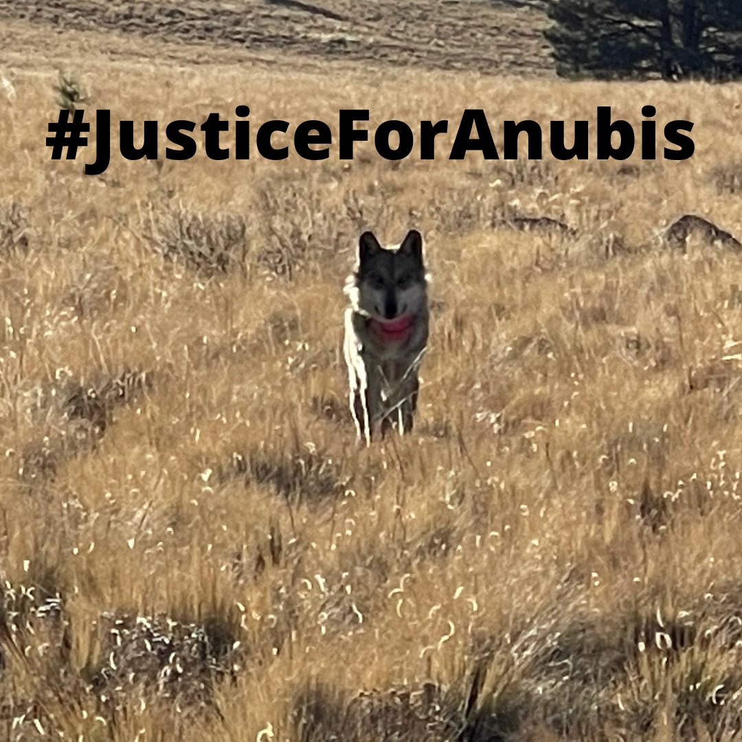MexicanWolves's tweet photo. Anubis was yet another endangered #Mexicanwolf that fell to a poacher's bullet. #JusticeForAnubis - speak out now!
https://t.co/q66Apcyw1M https://t.co/bwCbL7R16Q